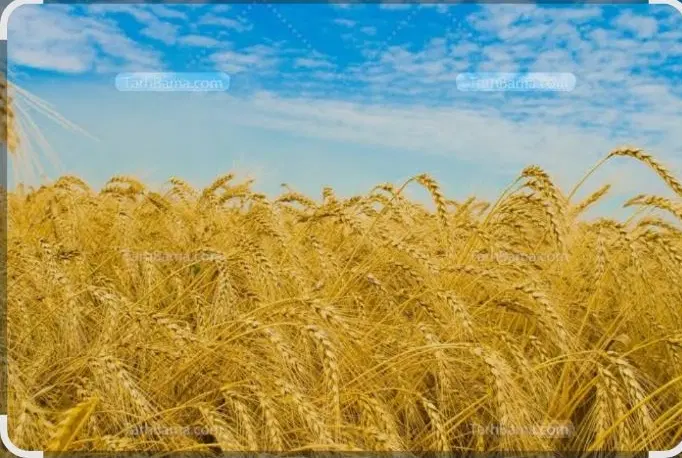 گندم|خوردنی و آشامیدنی|اصفهان, ارداجی|دیوار