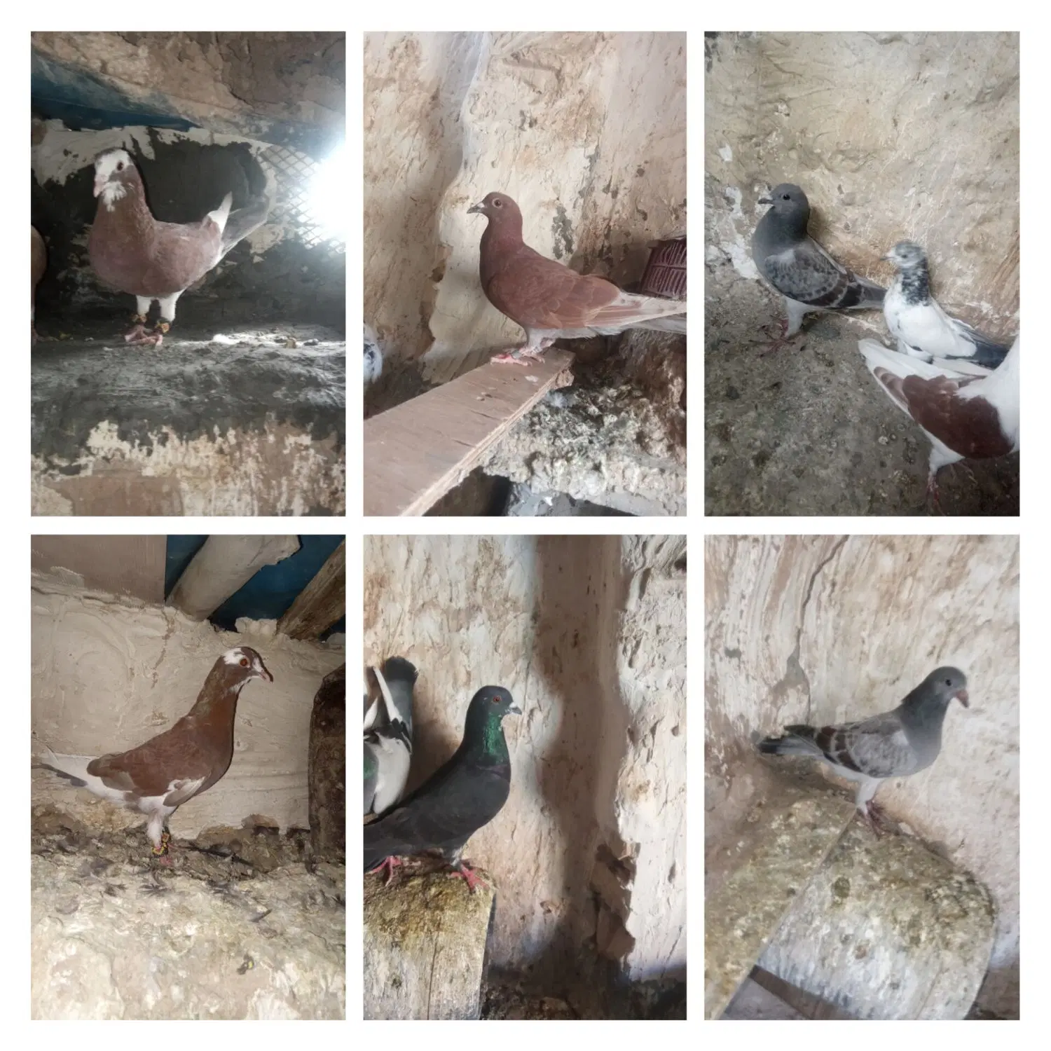کفتر|پرنده|سرداران, |دیوار