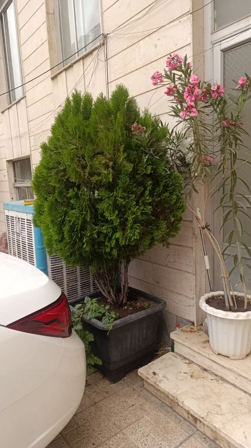 کاج|گل و گیاه طبیعی|مشهد, زیبا شهر|دیوار