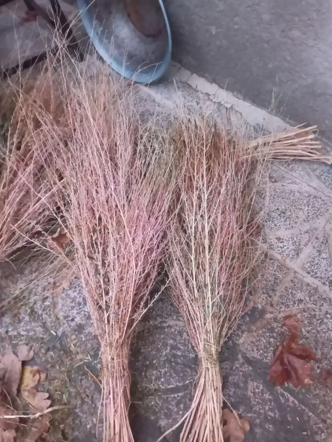 جارو (گزگ)|لوازم نظافت|کامیاران, |دیوار