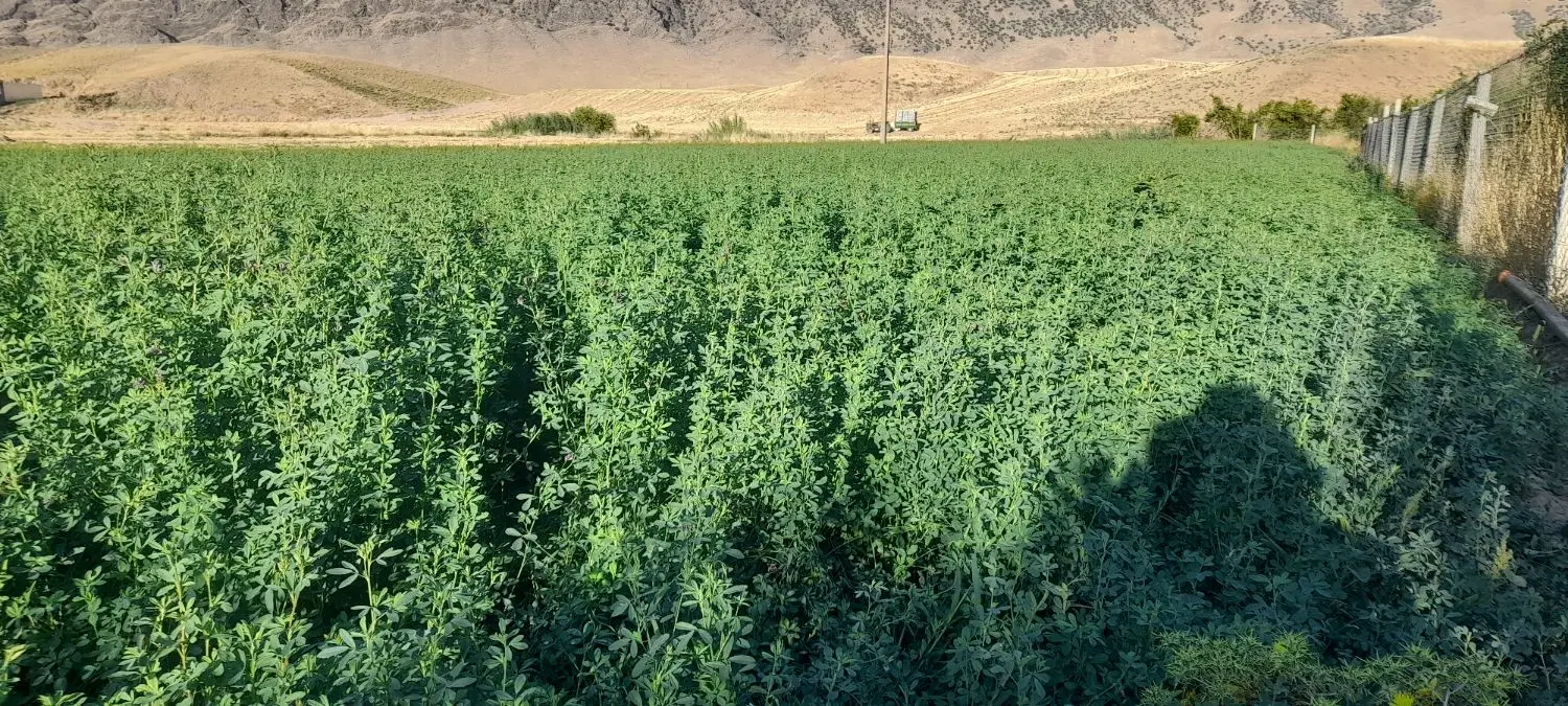 یونجه|لوازم جانبی حیوانات|طرهان, |دیوار