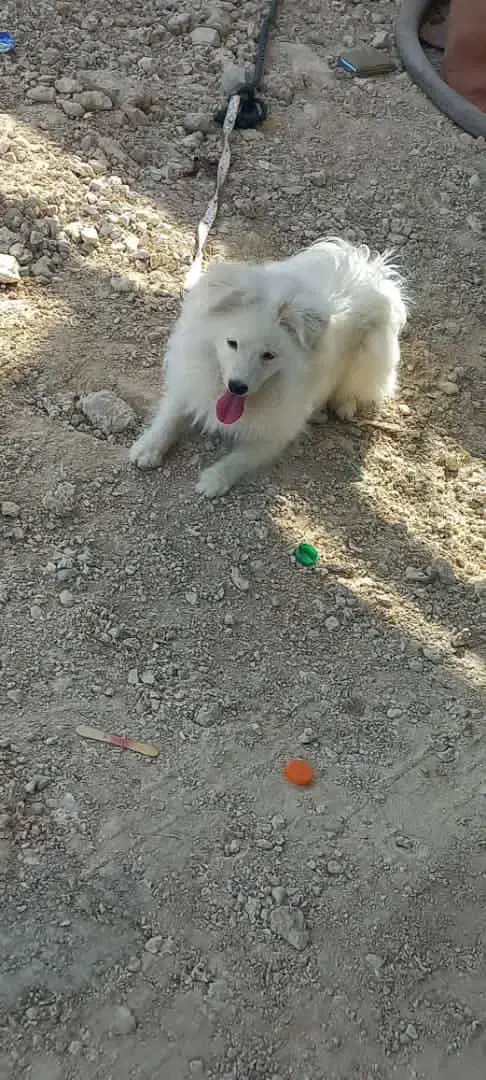 سگ پشمی|سگ|قشم, |دیوار