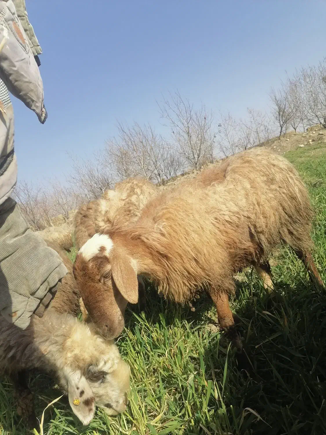 میش هترو|حیوانات مزرعه|اسفراین, |دیوار