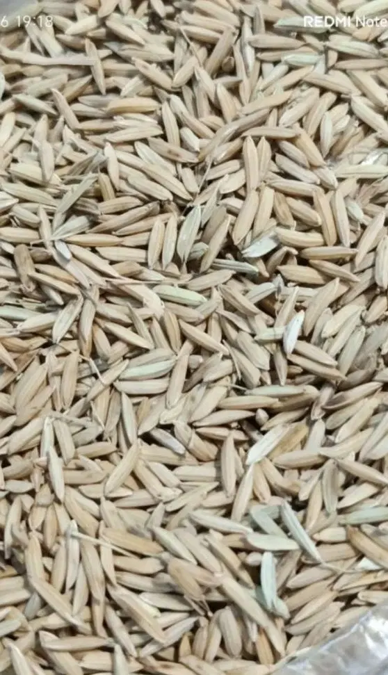 توافقی|خوردنی و آشامیدنی|آق قلا, |دیوار