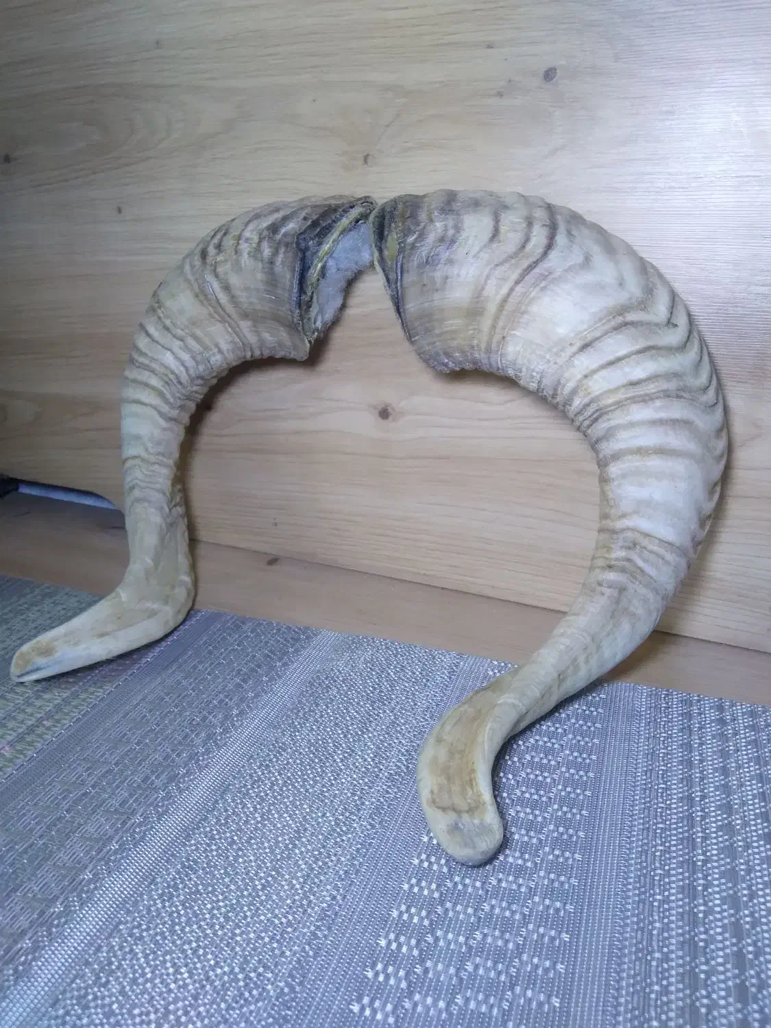 شاخ قوچ|کلکسیون اشیاء عتیقه|تهران, شهرک محلاتی|دیوار