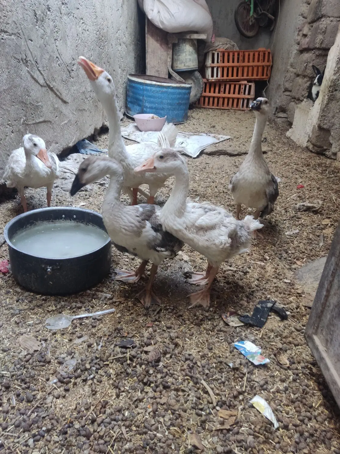 غاز|حیوانات مزرعه|زاهدان, |دیوار