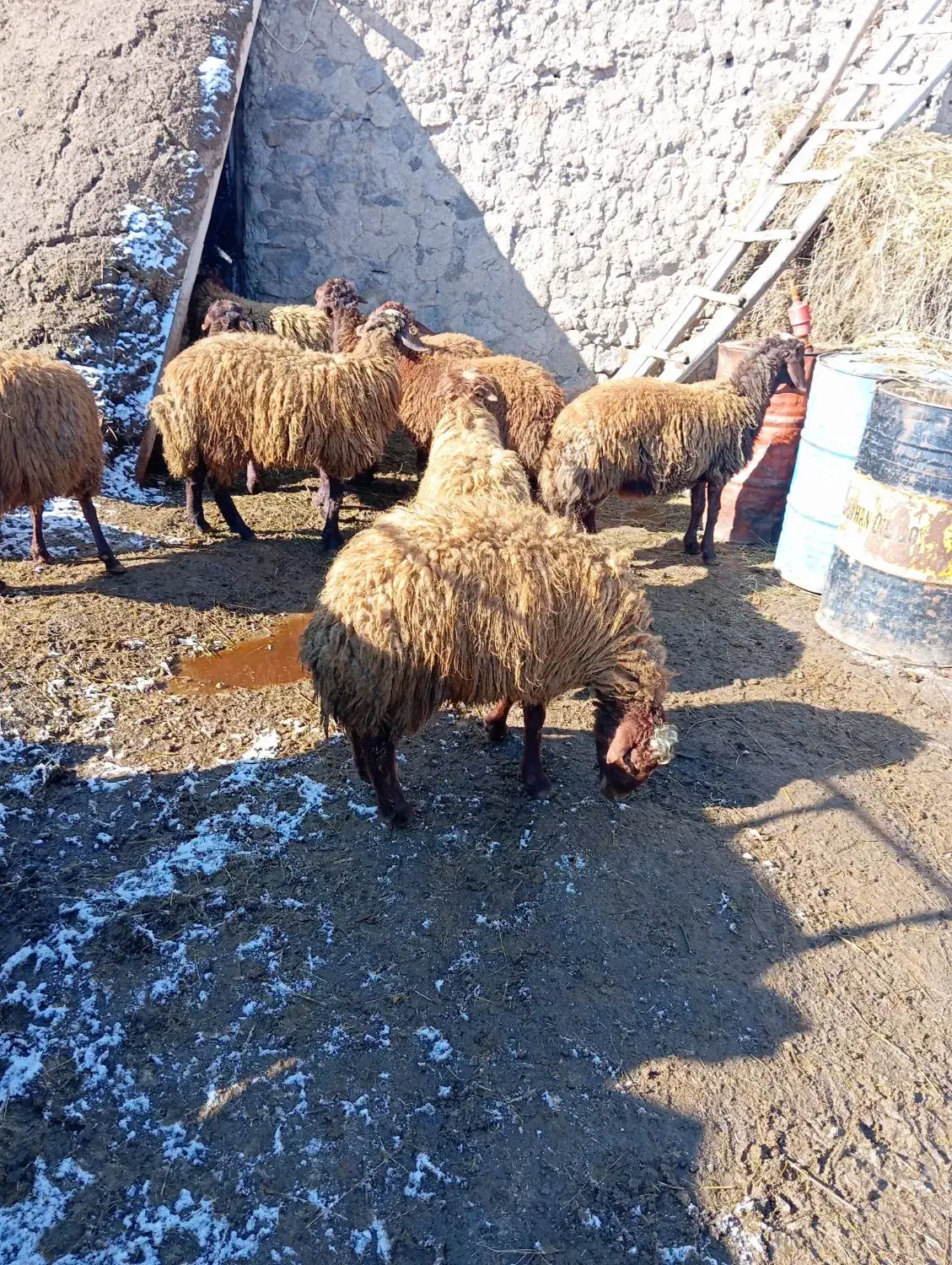 بره نر|حیوانات مزرعه|هیر, |دیوار