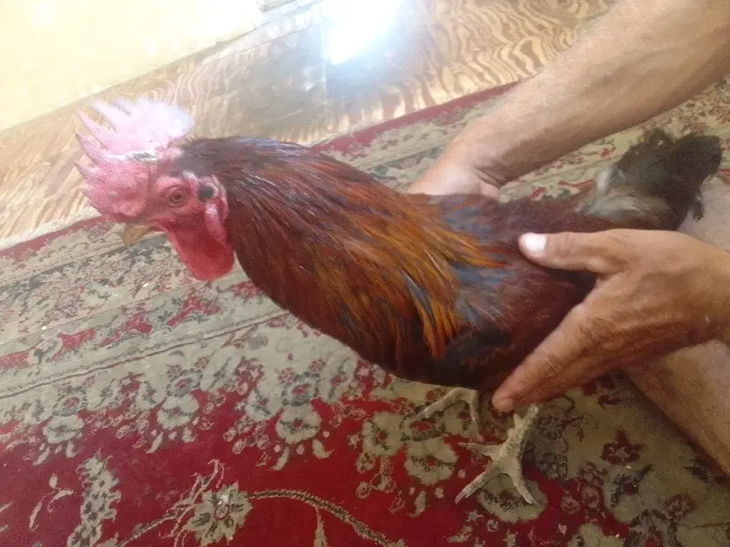۱۷۰۰۰۰۰|حیوانات مزرعه|شیراز, تندگویان|دیوار