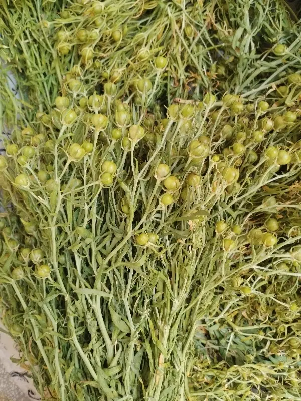 اسپند|گل و گیاه طبیعی|تبریز, |دیوار