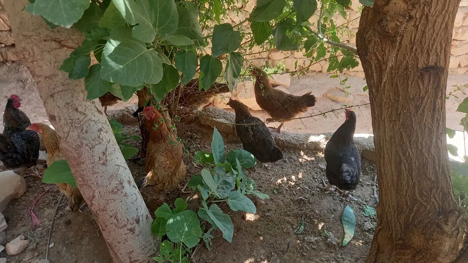 مرغ|حیوانات مزرعه|کوهدشت, |دیوار