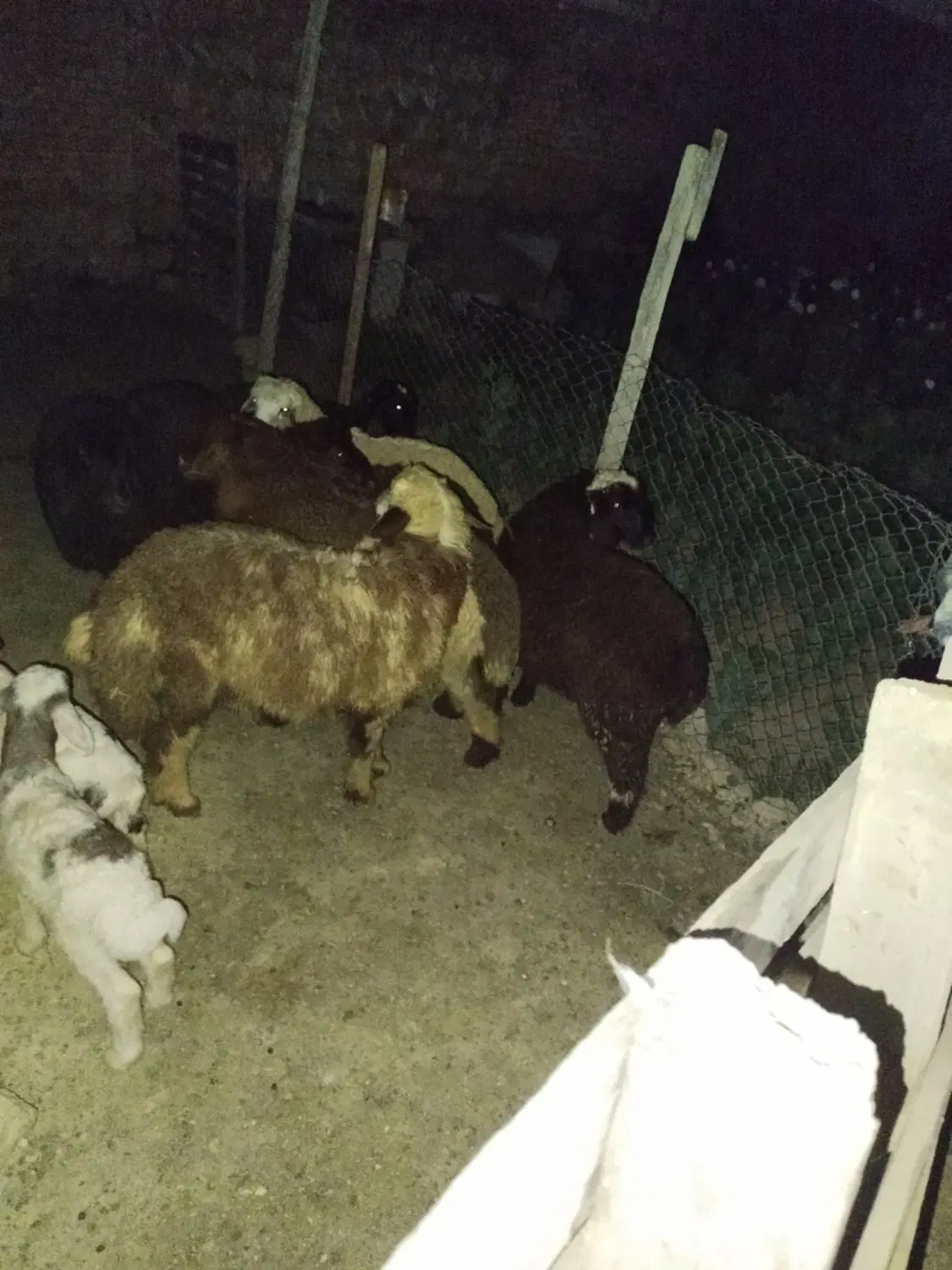 بره|حیوانات مزرعه|سوری, |دیوار