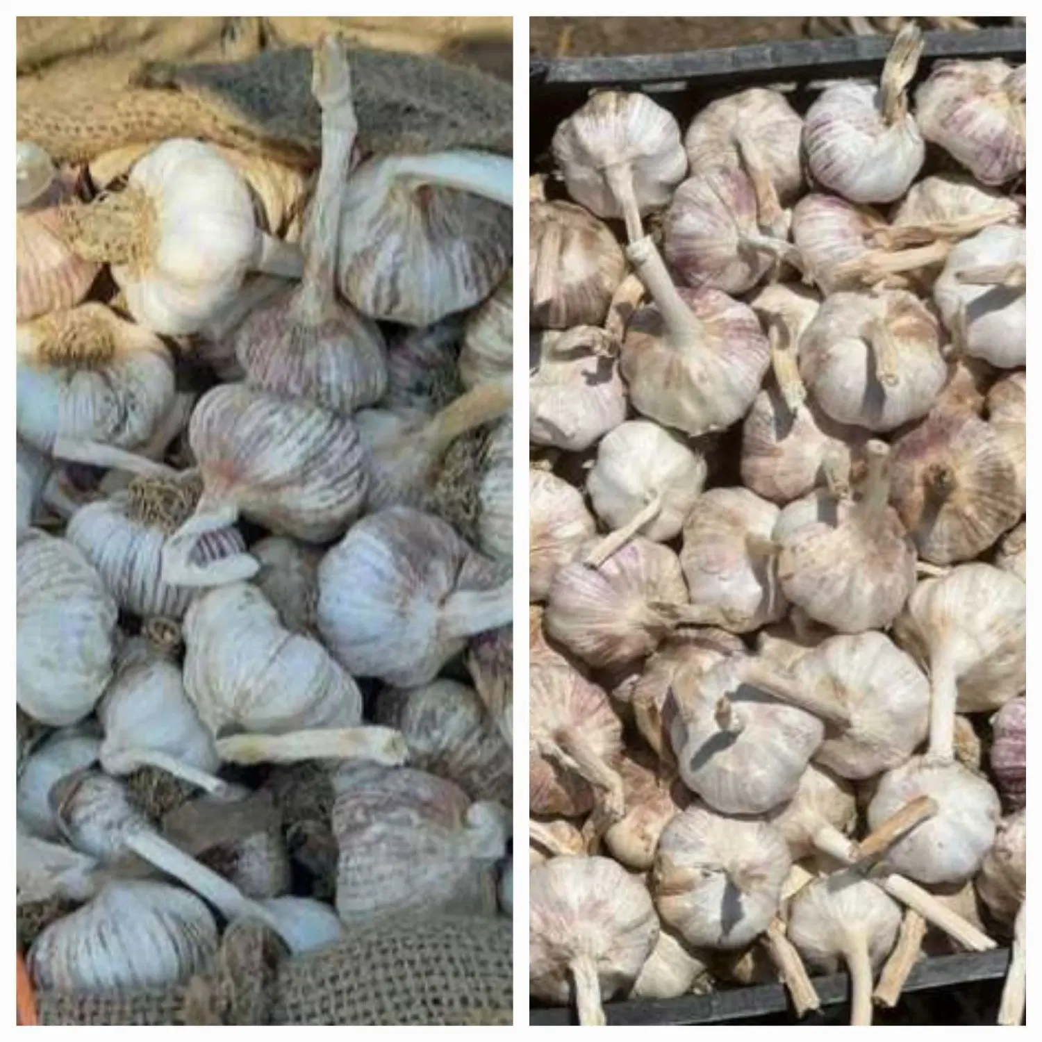 سیر|خوردنی و آشامیدنی|پارس‌آباد, |دیوار
