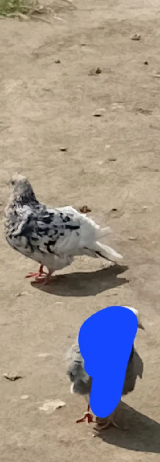 سرور|پرنده|گمیشان, |دیوار