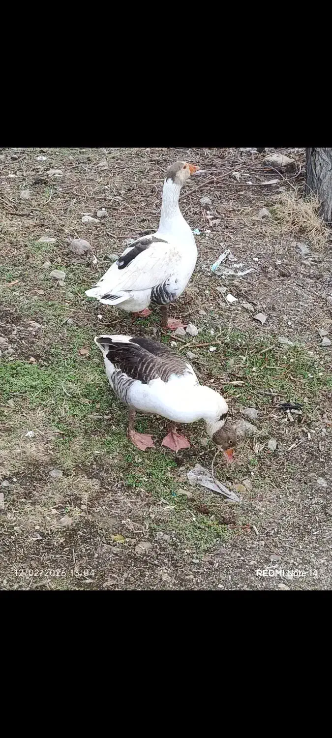 غاز محلی|حیوانات مزرعه|شیروان (خراسان), |دیوار