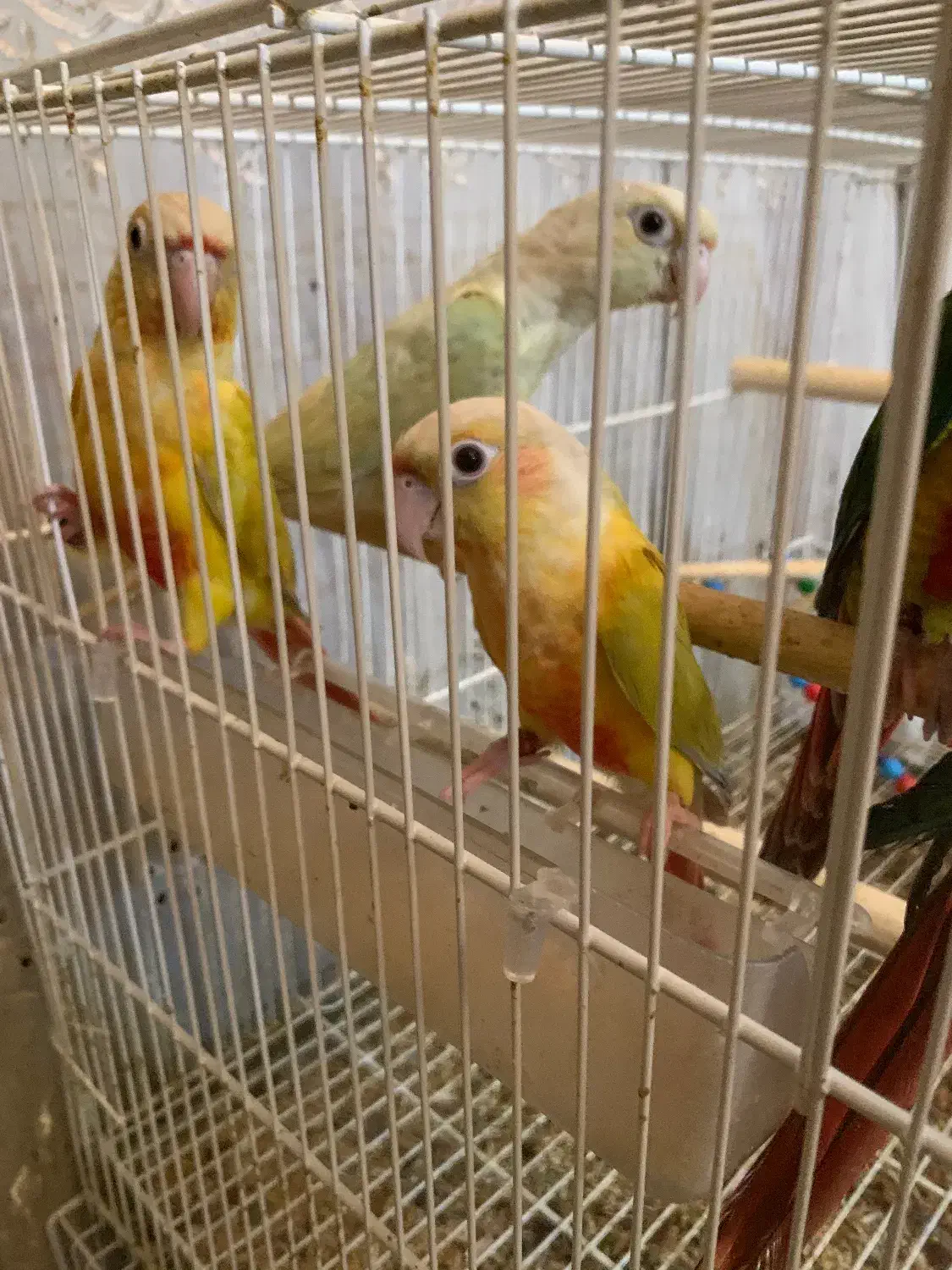 گرینچیک طوطی|پرنده|مشهد, خرمشهر|دیوار