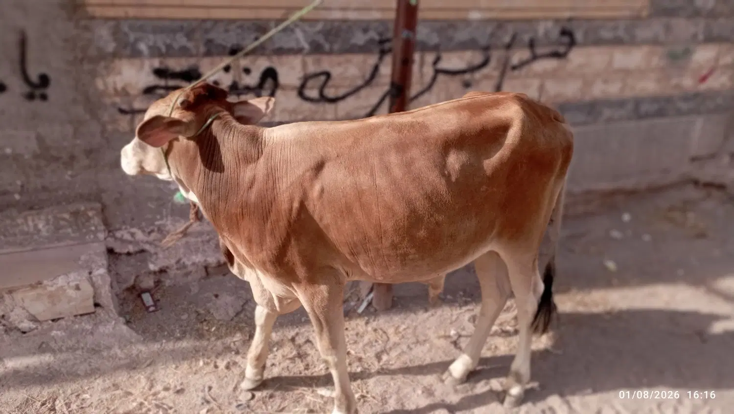 جلب|حیوانات مزرعه|بم, |دیوار