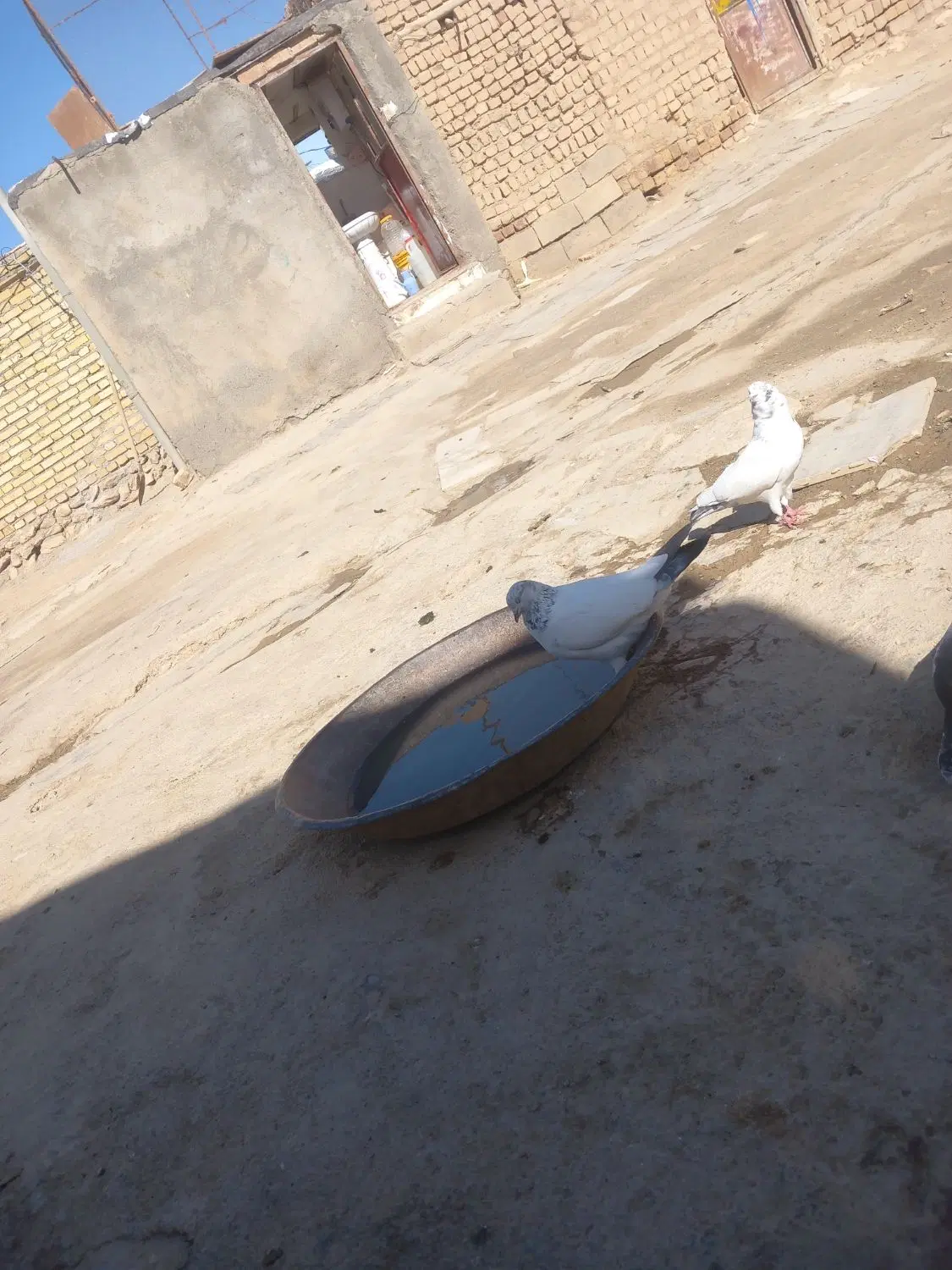 کبوتر|پرنده|شراء, |دیوار