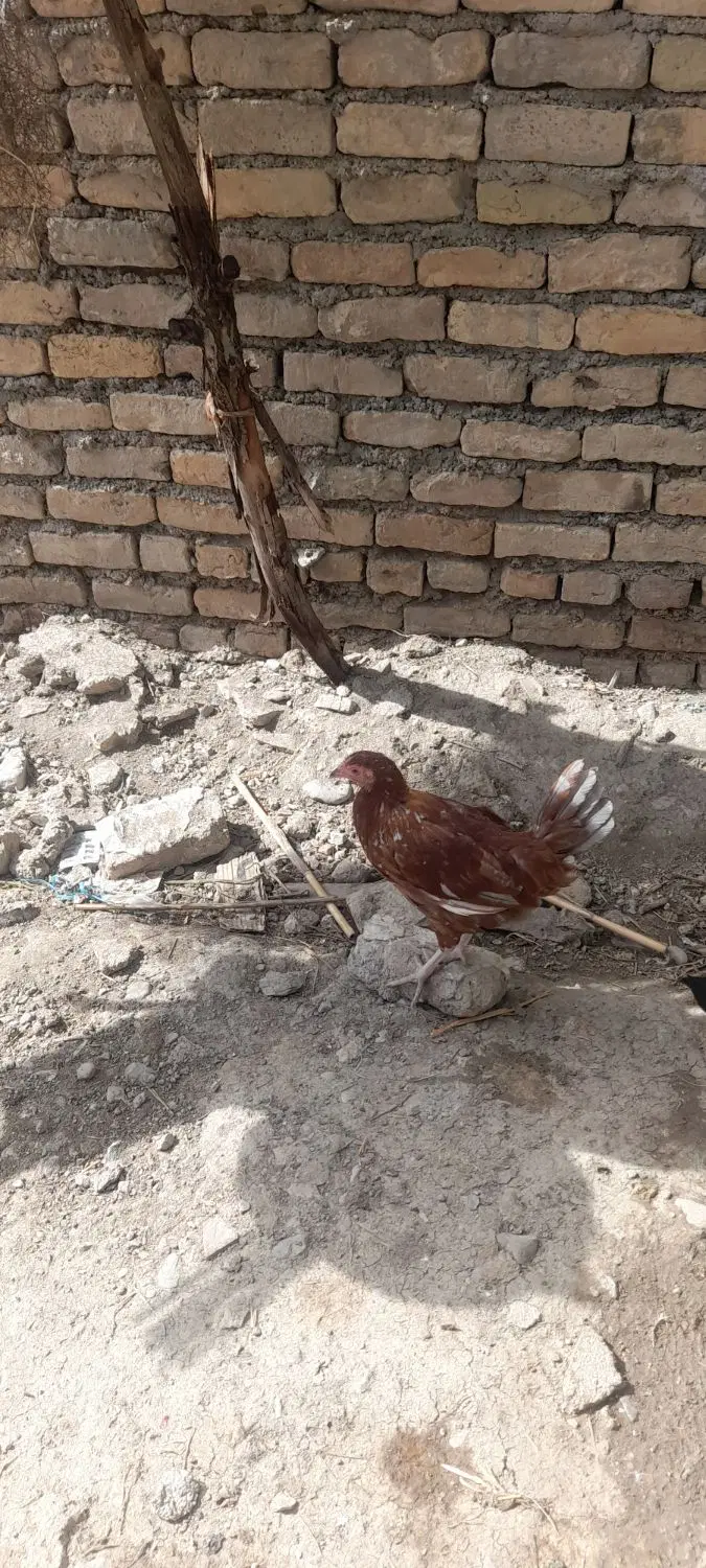 طاقچه مرغ|حیوانات مزرعه|شیروان (خراسان), |دیوار