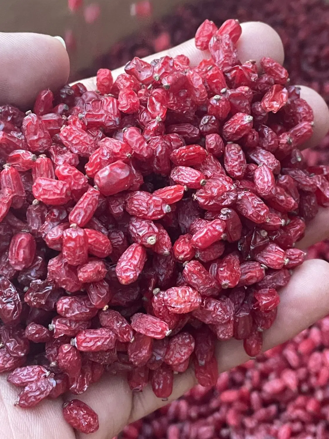 زرشک|خوردنی و آشامیدنی|نیشابور, فضل|دیوار