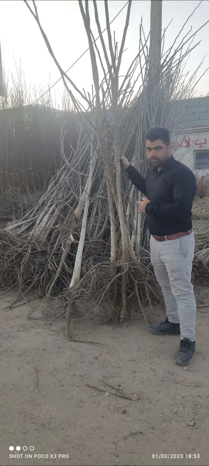 نهال|خدمات باغبانی و درختکاری|همدان, |دیوار