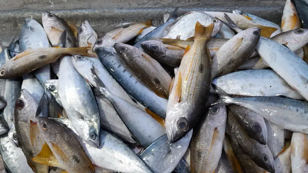 ماهی|ماهی|تهران, آهنگ|دیوار