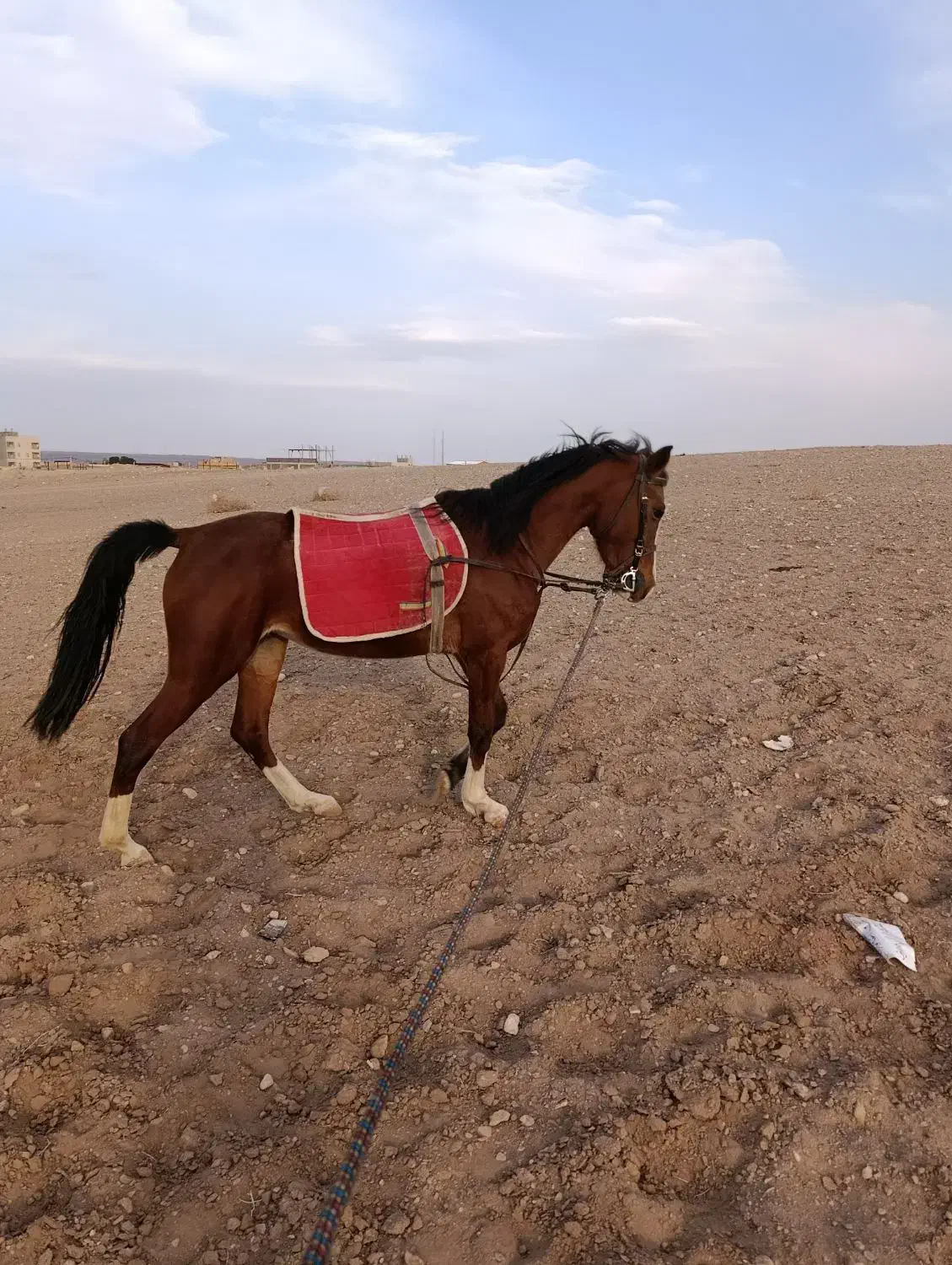 کره مادیون|اسب و تجهیزات اسبسواری|تهران, نازیآباد|دیوار