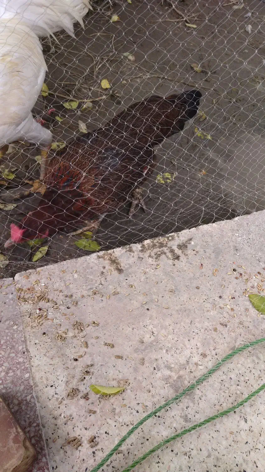 خروس|حیوانات مزرعه|میناب, |دیوار