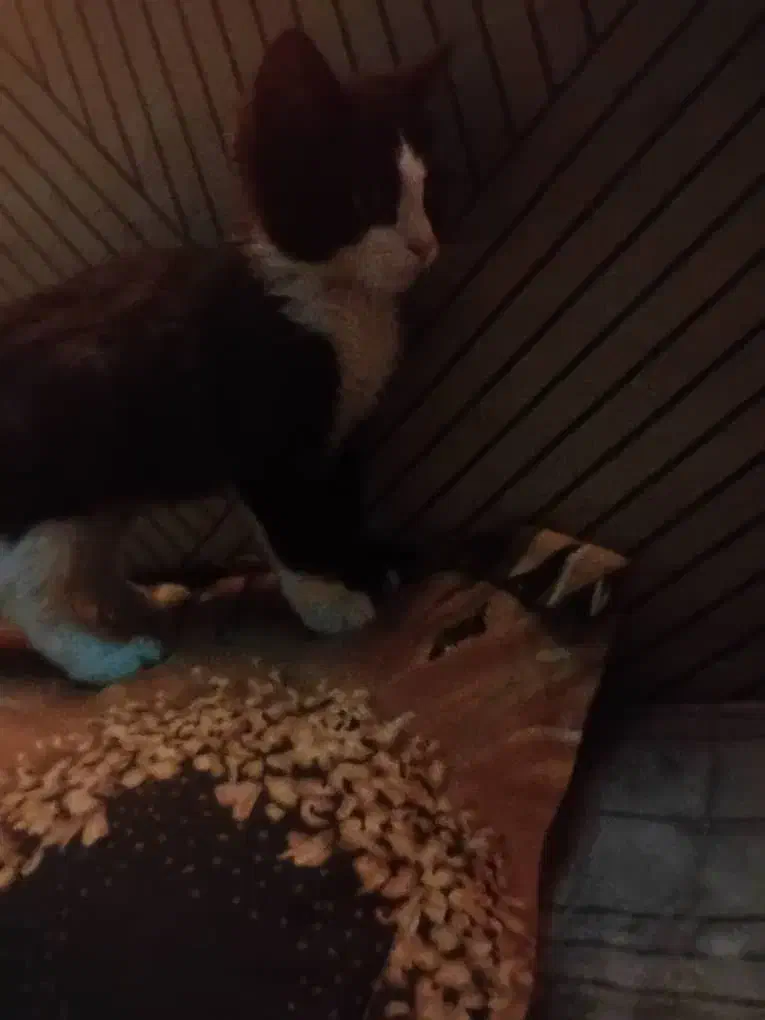 گربه 2ماهه|گربه|ابهر, |دیوار