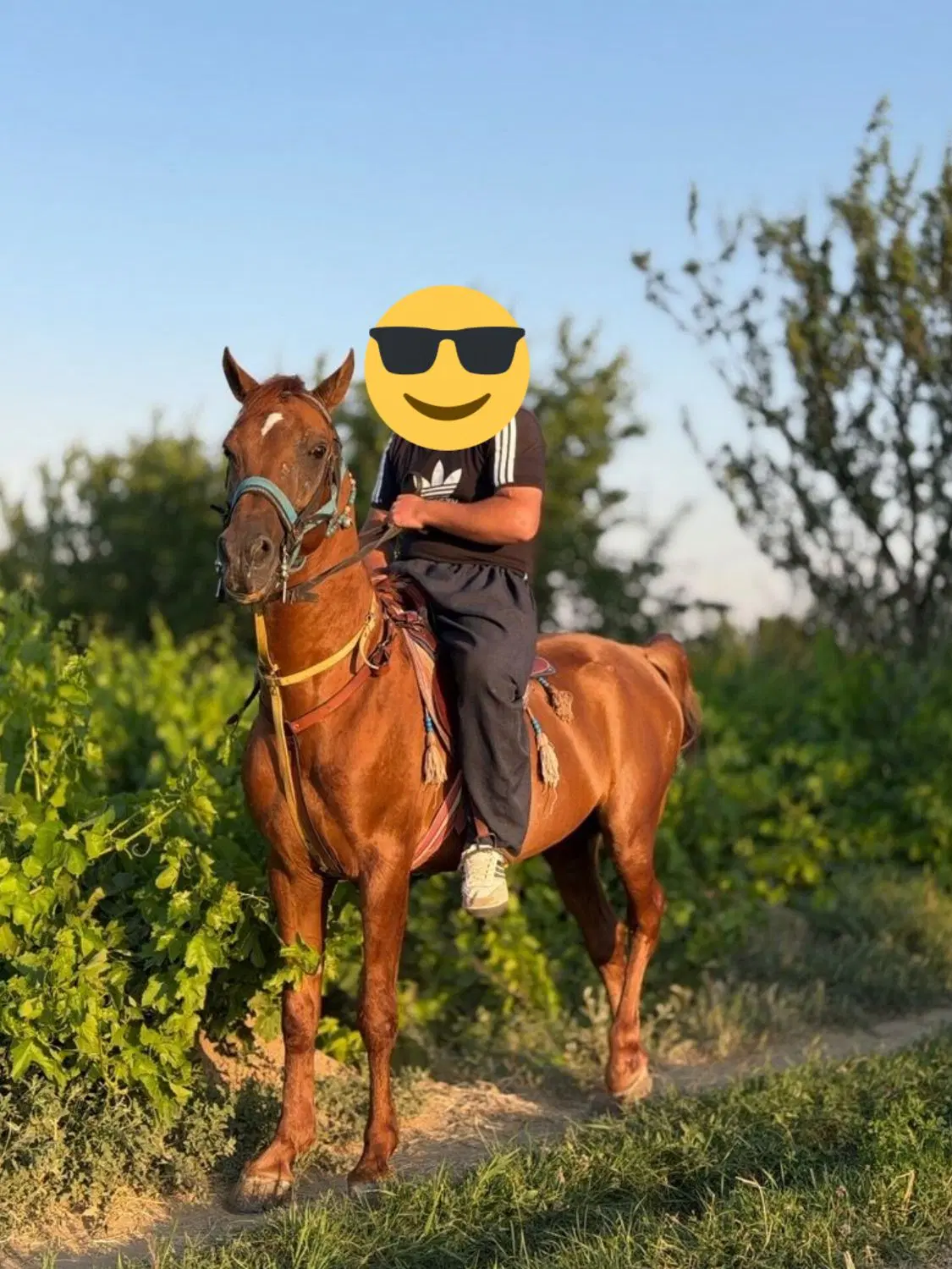 نریان|اسب و تجهیزات اسب‌سواری|میاندوآب, |دیوار