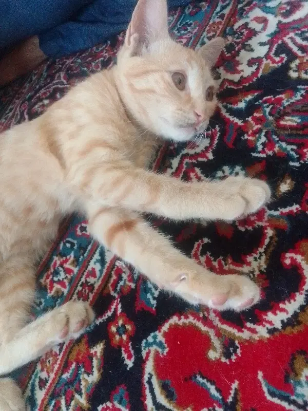 گربه|گربه|ملارد, |دیوار