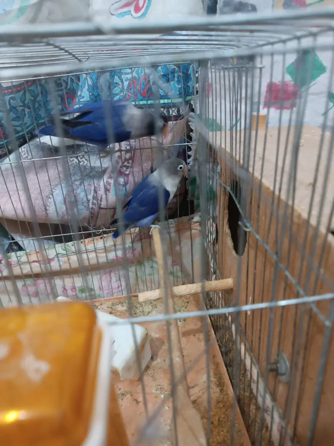 کوتوله|پرنده|حمیدیا, |دیوار