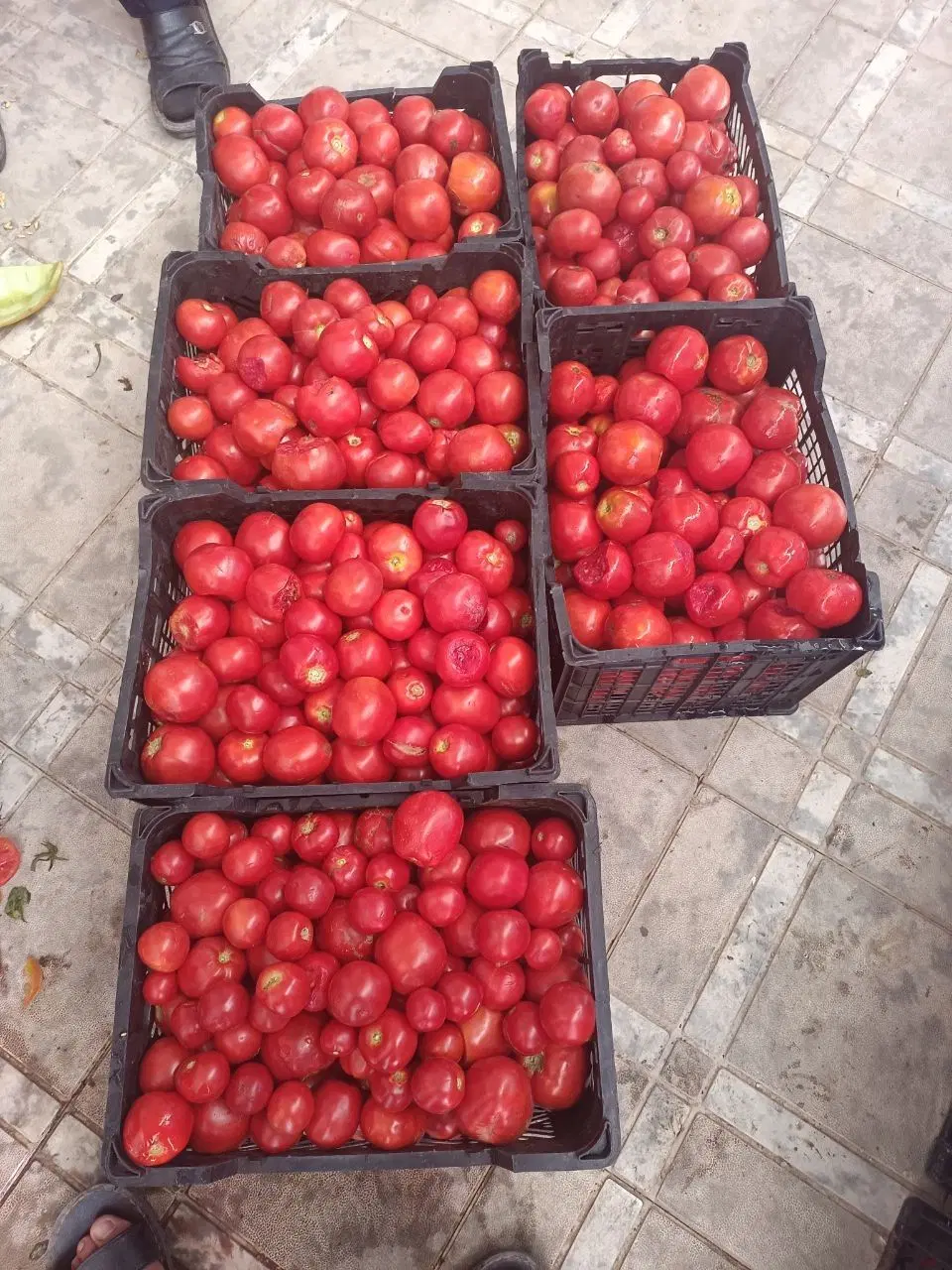 گوجه|خوردنی و آشامیدنی|عطاملک, |دیوار
