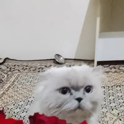 گربه|گربه|خوی, |دیوار