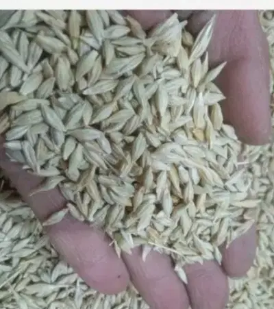 جو محلی|خوردنی و آشامیدنی|فارغان, |دیوار