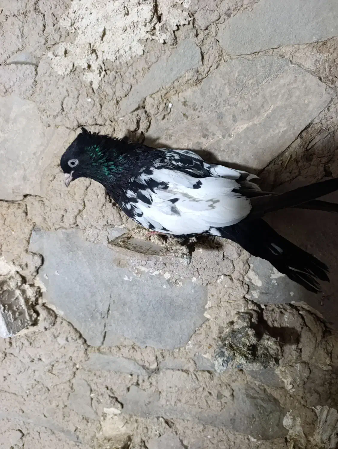 کله ای|پرنده|مسجد سلیمان, |دیوار