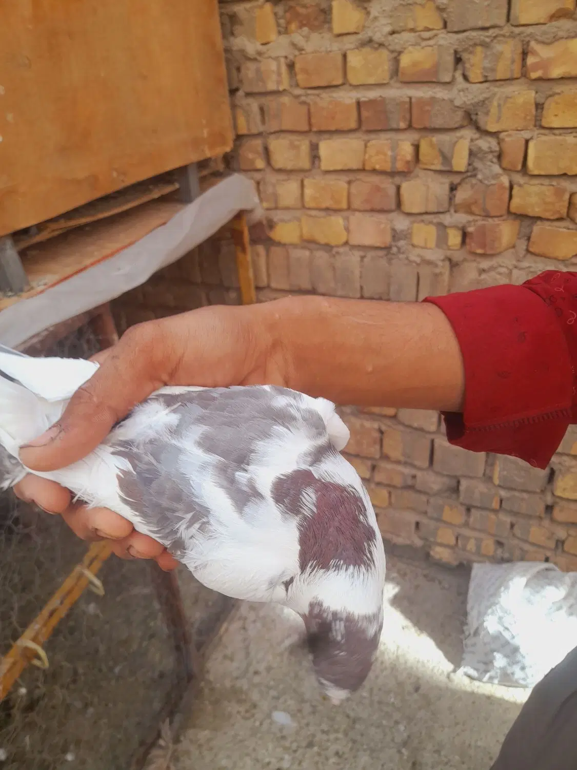 کفتر|پرنده|اردکان, |دیوار