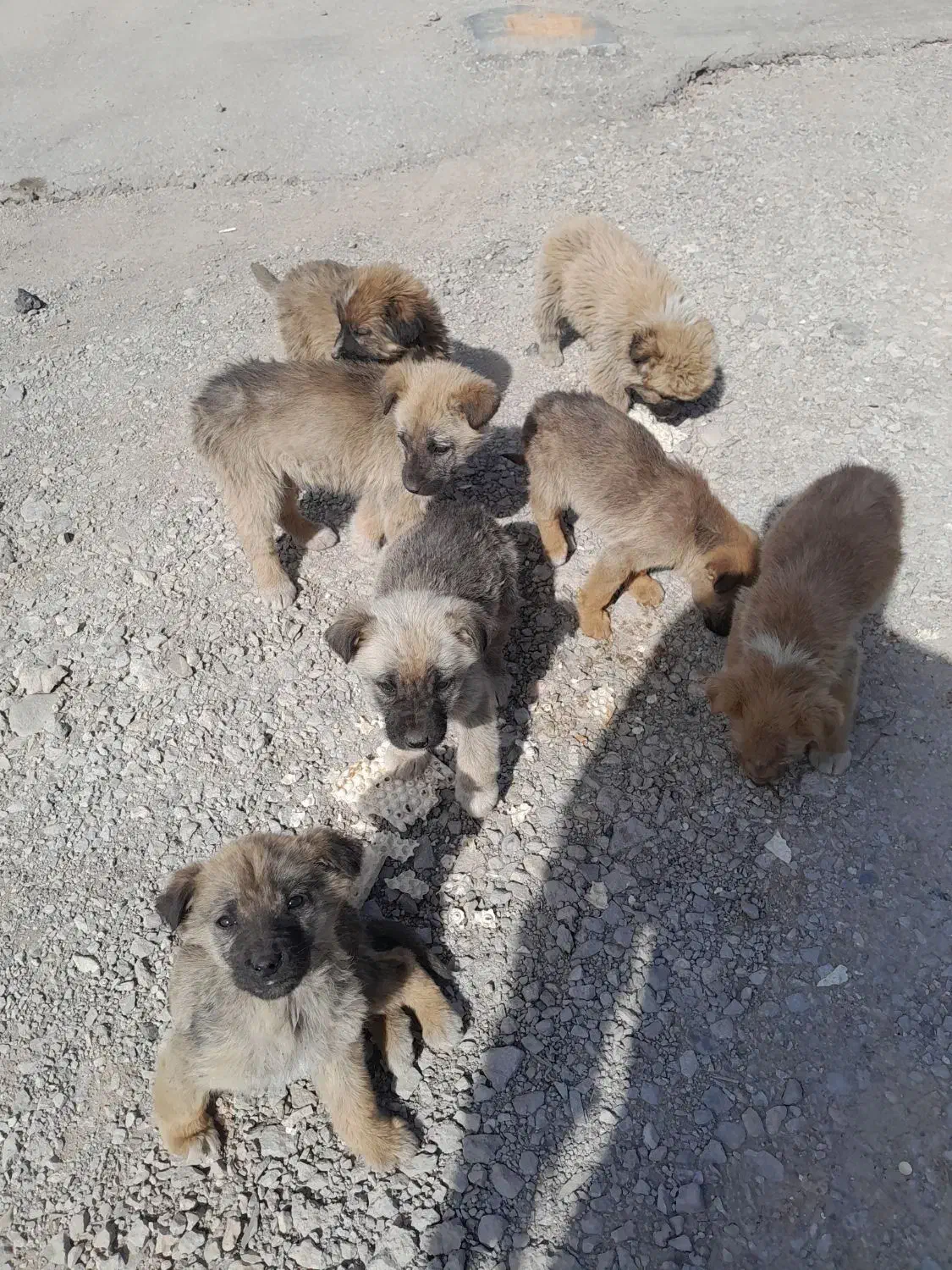 واگزاری سگ  ...|سگ|خرمدره, |دیوار