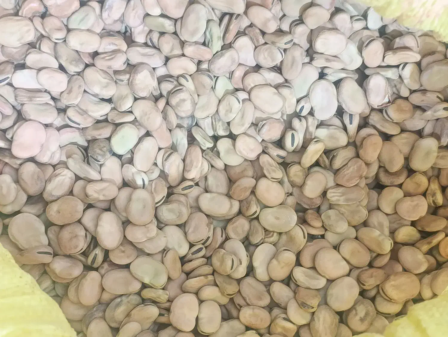 باقله|خوردنی و آشامیدنی|فسا, |دیوار