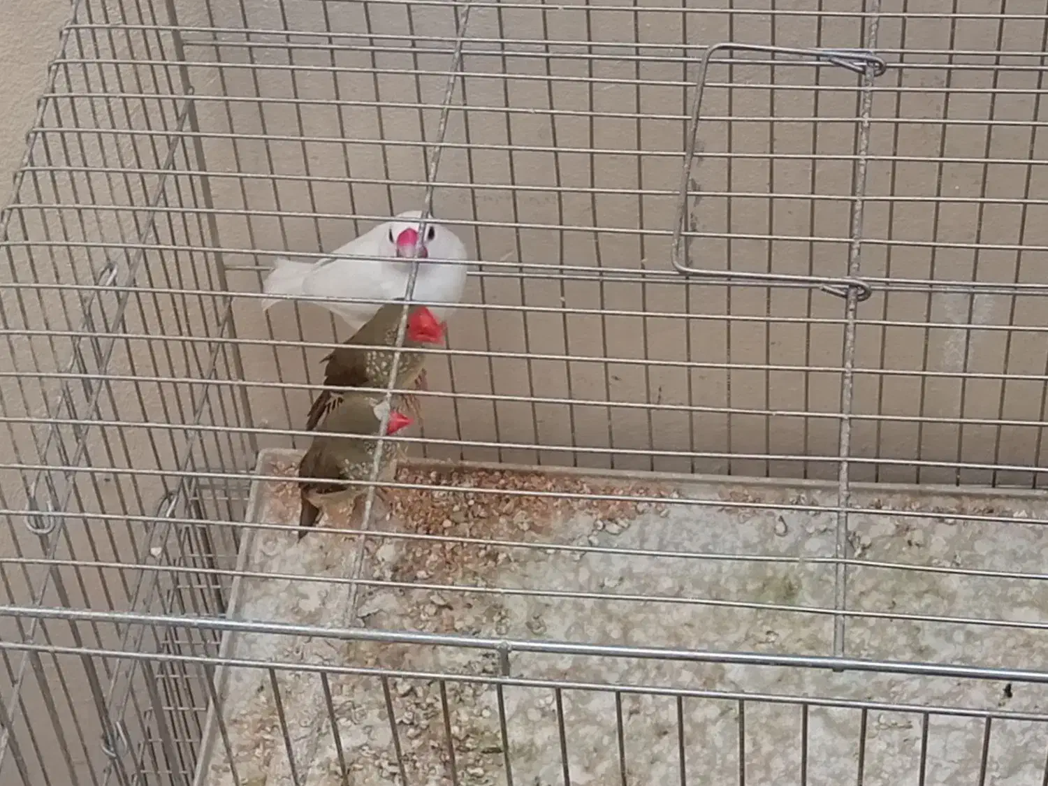 فنج|پرنده|کرمانشاه, |دیوار