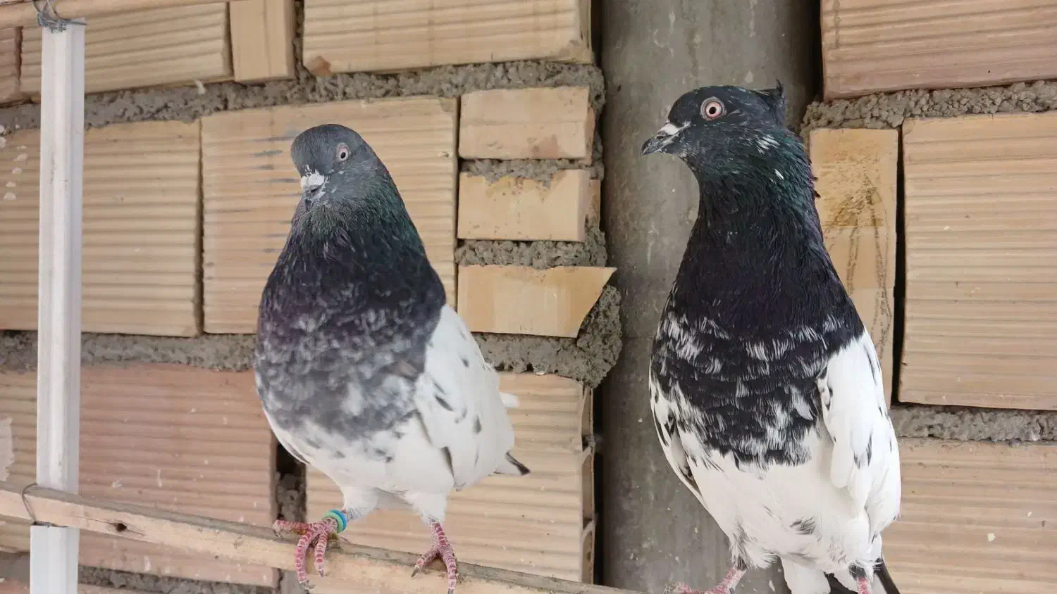 کفتر|پرنده|تهران, بازار|دیوار