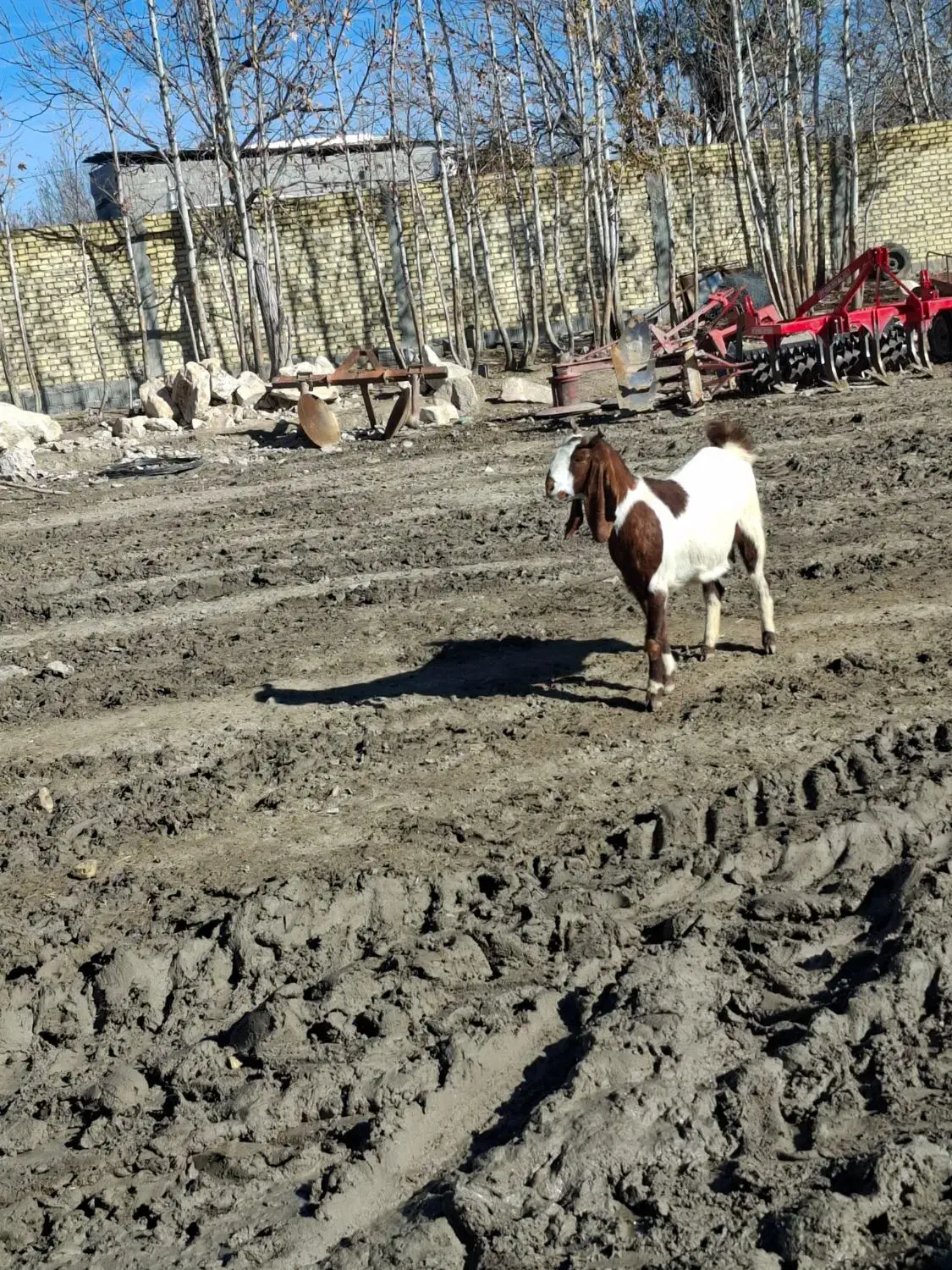 بز آبستن|حیوانات مزرعه|میمند, |دیوار