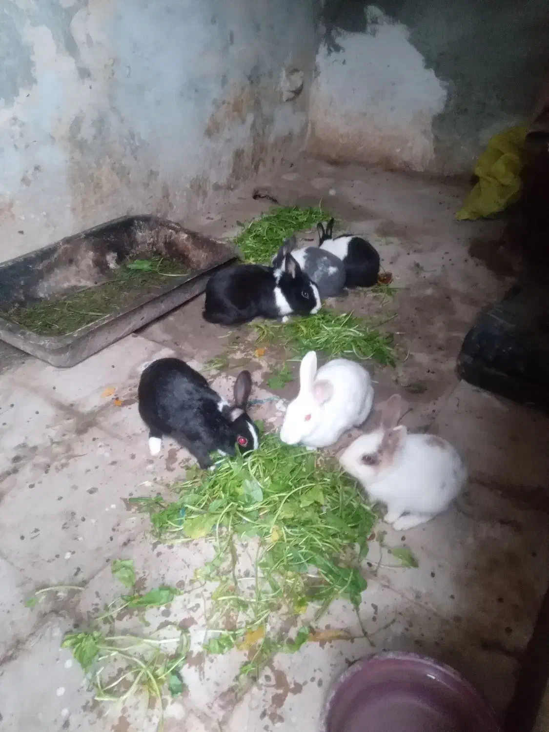 خرگوش|موش و خرگوش|گرگان, |دیوار