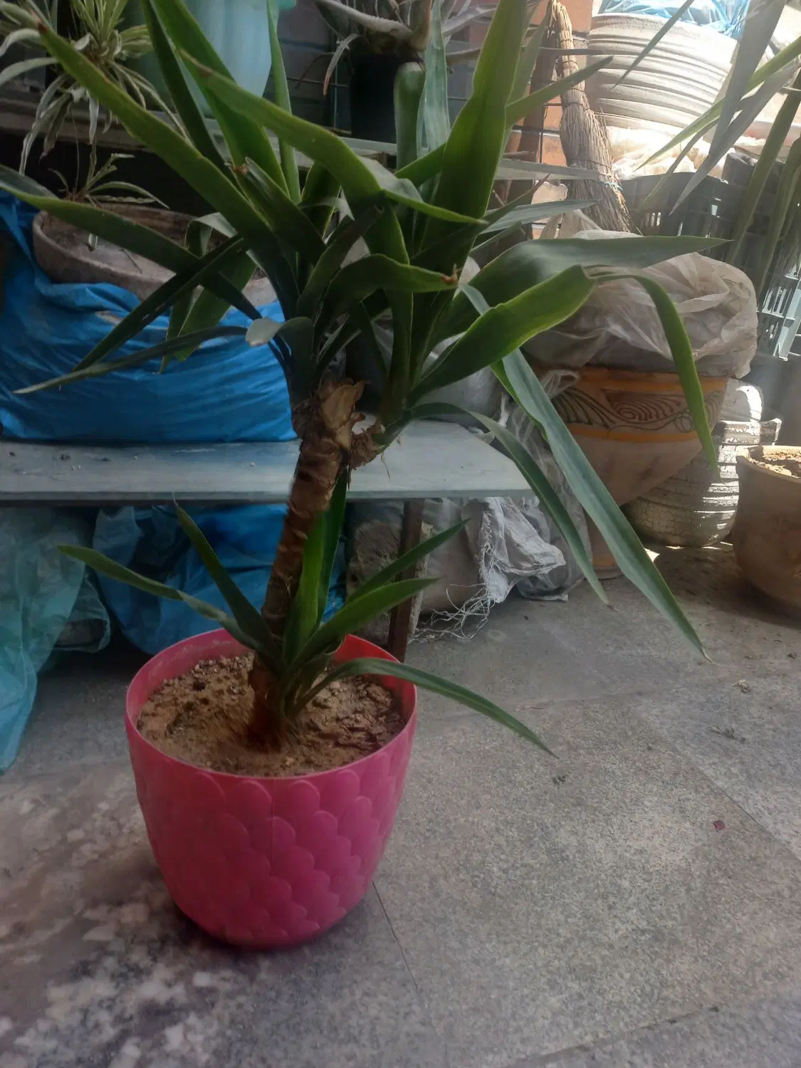 گل یوکا|گل و گیاه طبیعی|تهران, شاهین|دیوار