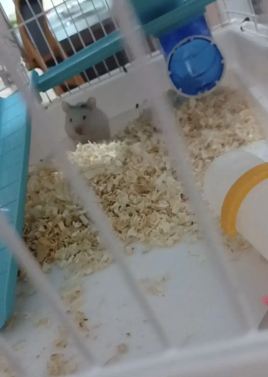 فروش همستر|موش و خرگوش|الوند, |دیوار