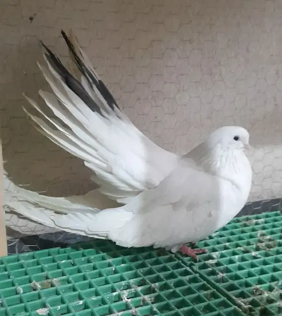 کبوتر|پرنده|نیر (اردبیل), |دیوار