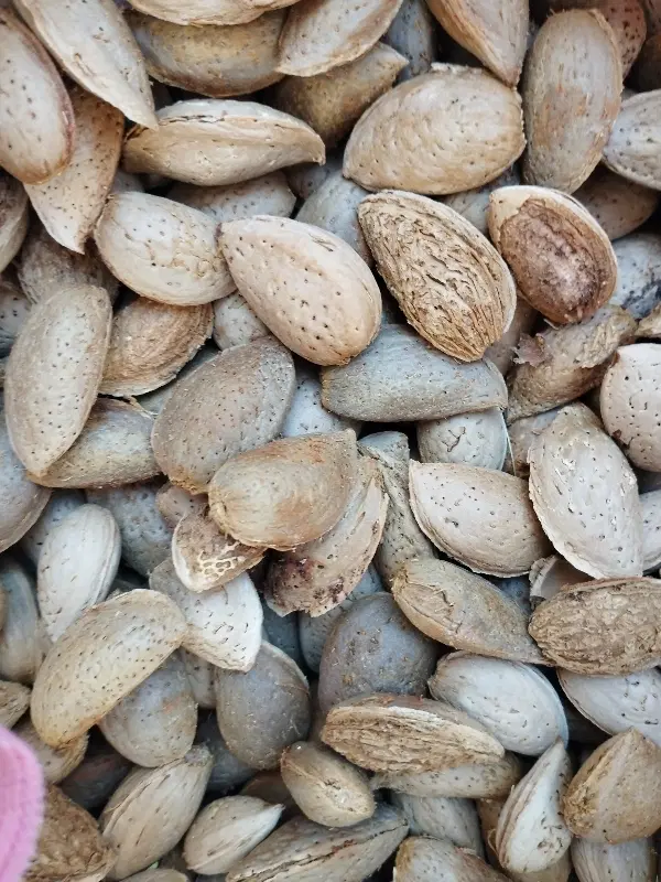 بادام|خوردنی و آشامیدنی|مشهد, شهرک بهارستان|دیوار