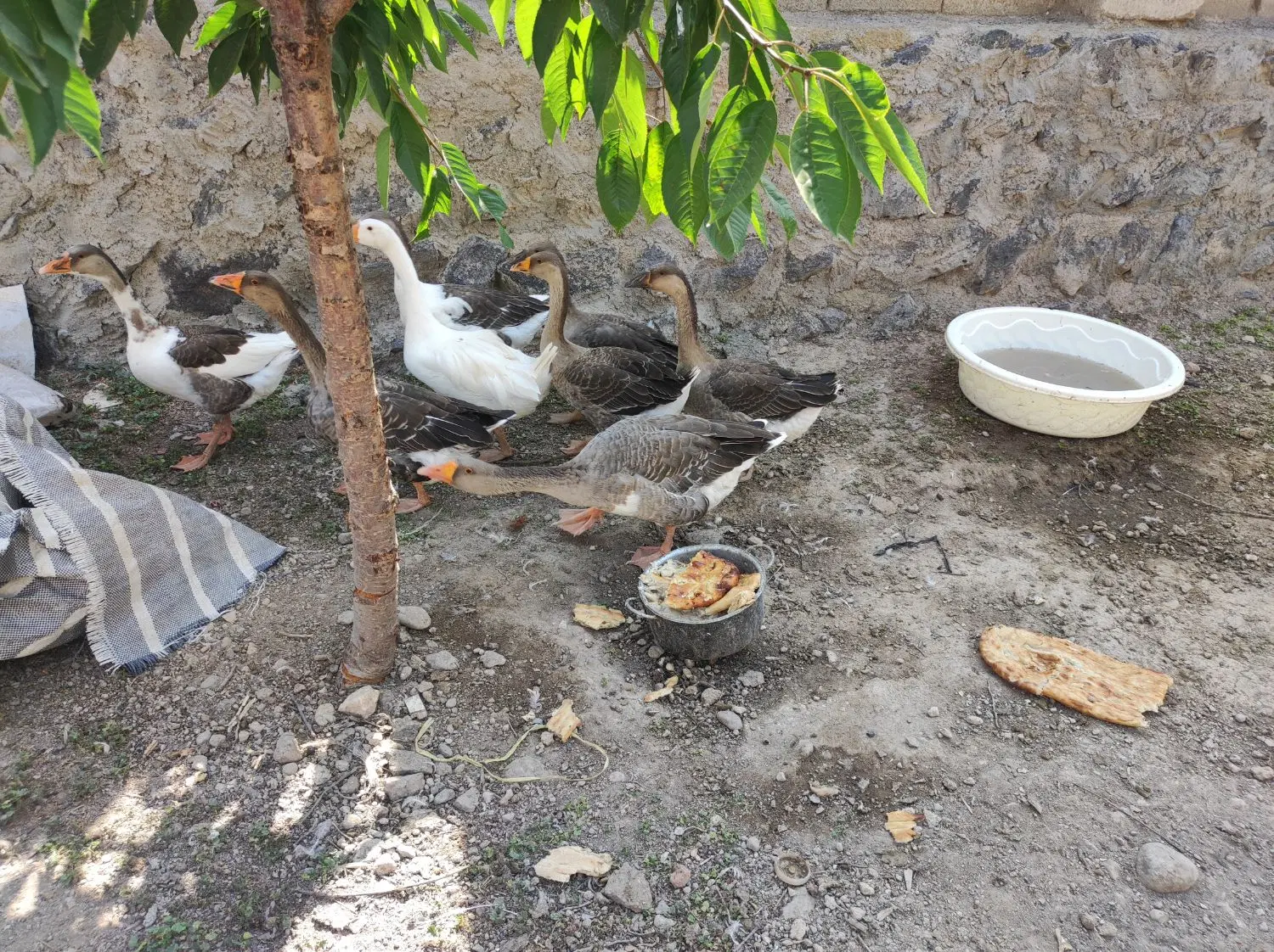 غاز|حیوانات مزرعه|اردبیل, |دیوار