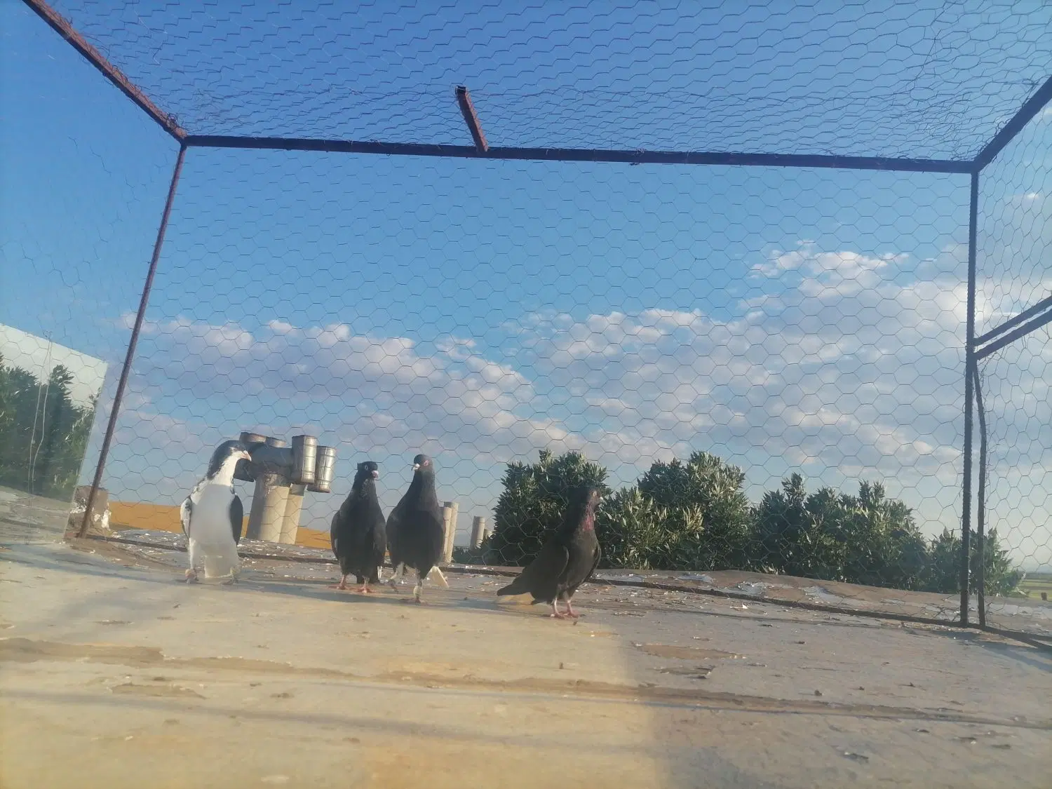 کبوتر|پرنده|دشتابی, |دیوار