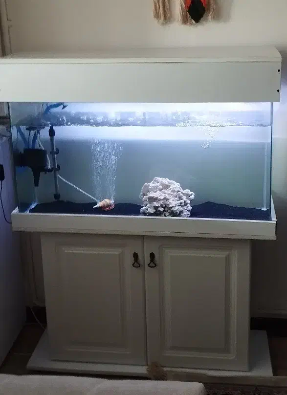 آکواریوم|ماهی|کرج, گلستان|دیوار