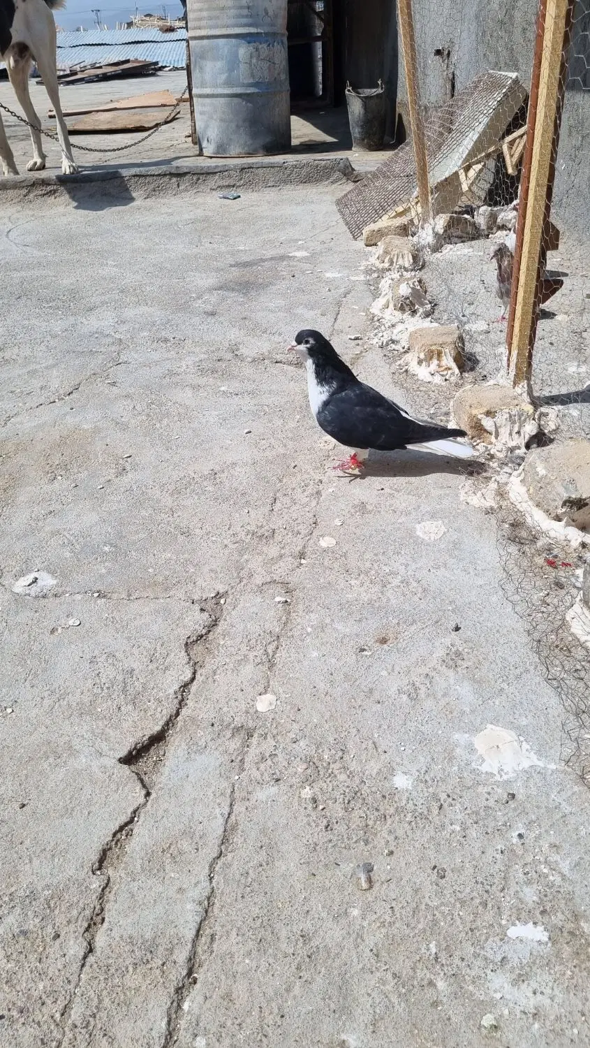 کفتر|پرنده|مشهد, شترک|دیوار